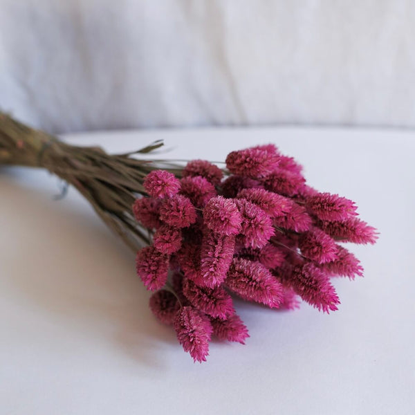 Flowrette Phalaris botte fleurs séchées rose fuchsia