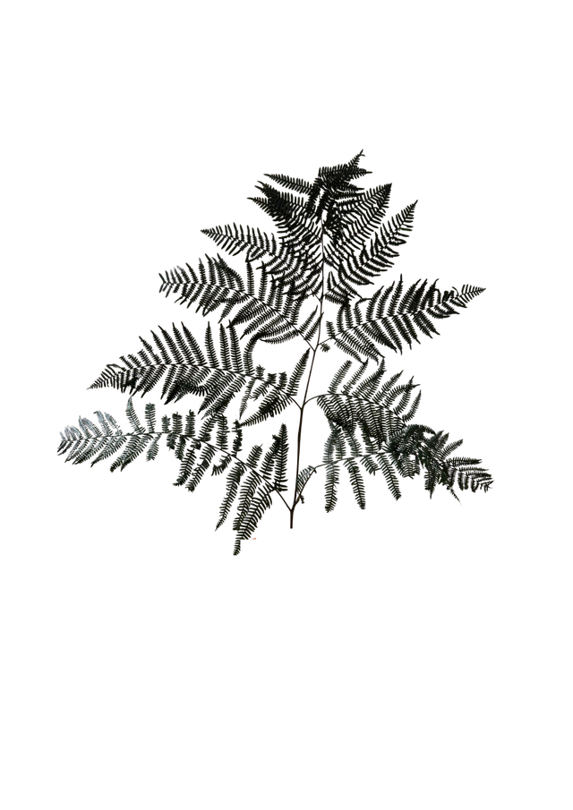 Feuillazur Bracken Fern fougère stabilisée vert et jaune