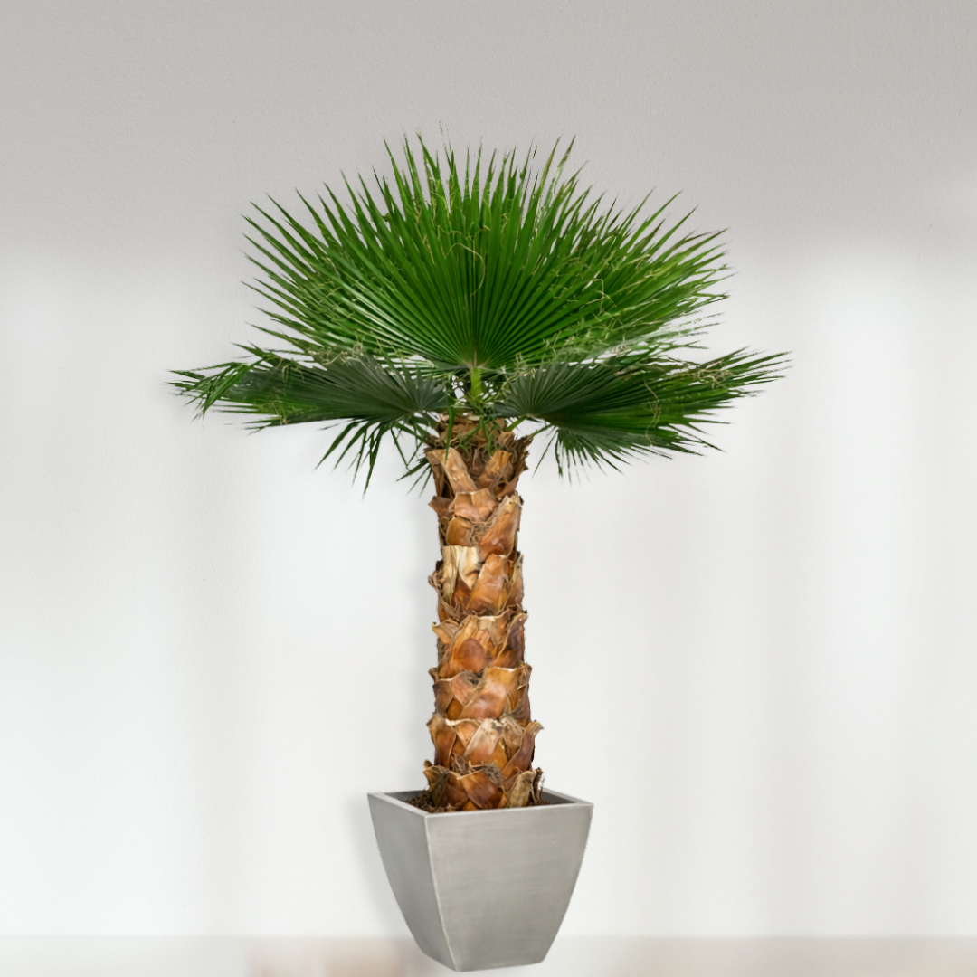 Ateliers Ouchamp Plantes Washingtonia palmier 1m40
