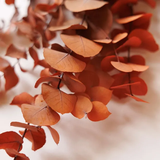 Flowrette Fleurs Stabilisées Botte Eucalyptus Orange x1