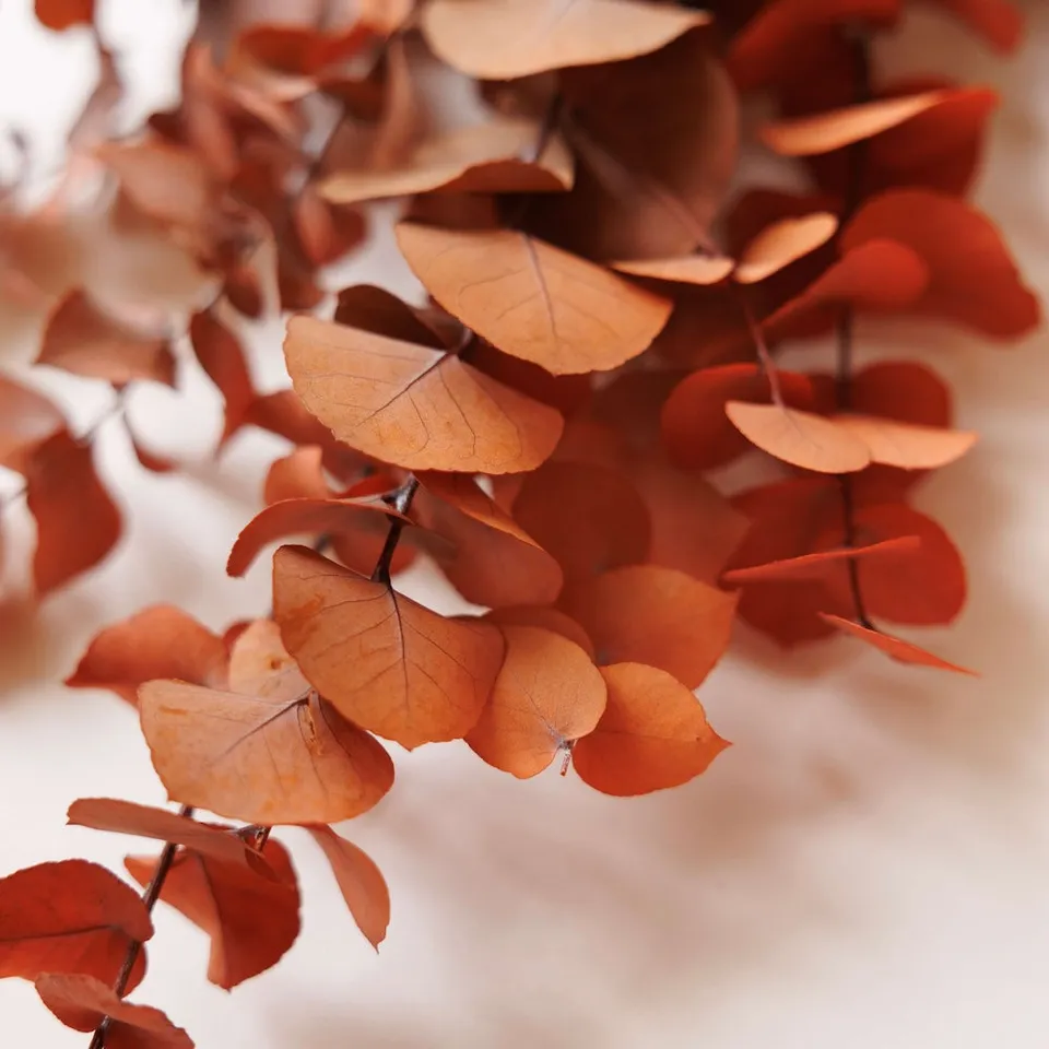 Flowrette Fleurs Stabilisées Botte Eucalyptus Orange x1