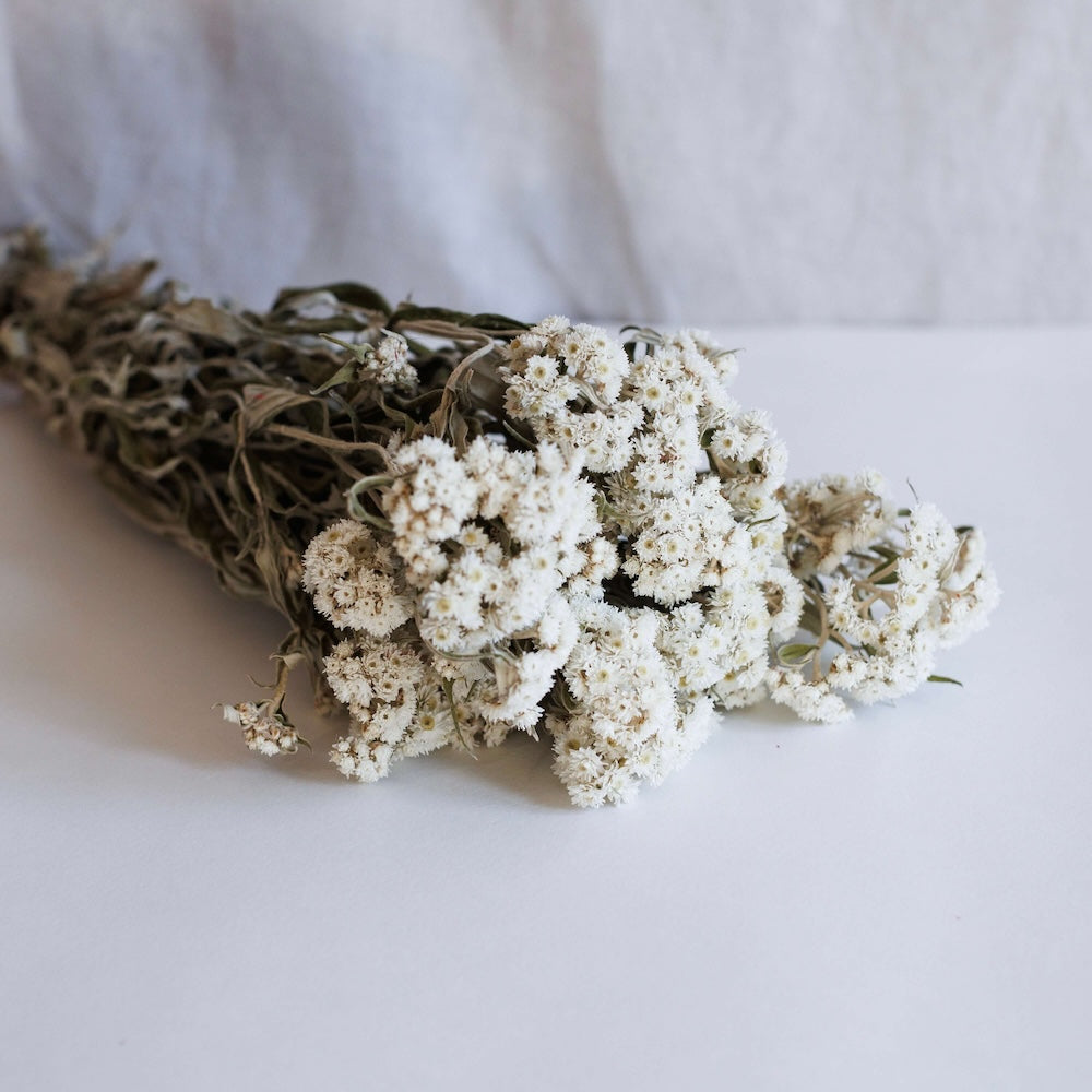 Flowrette botte edelweiss fleur séchée blanche alpine