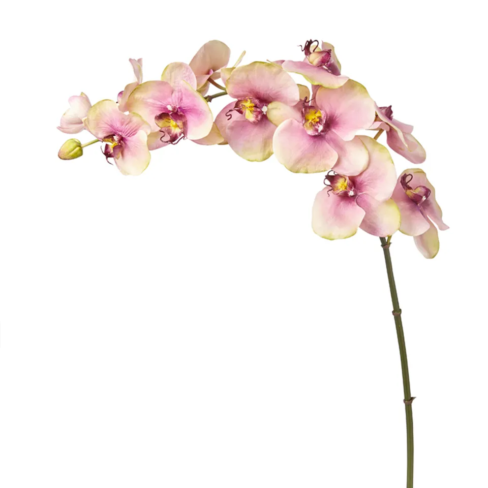 Sia Home Budy tige orchidée Phalaenopsis 104 cm rose