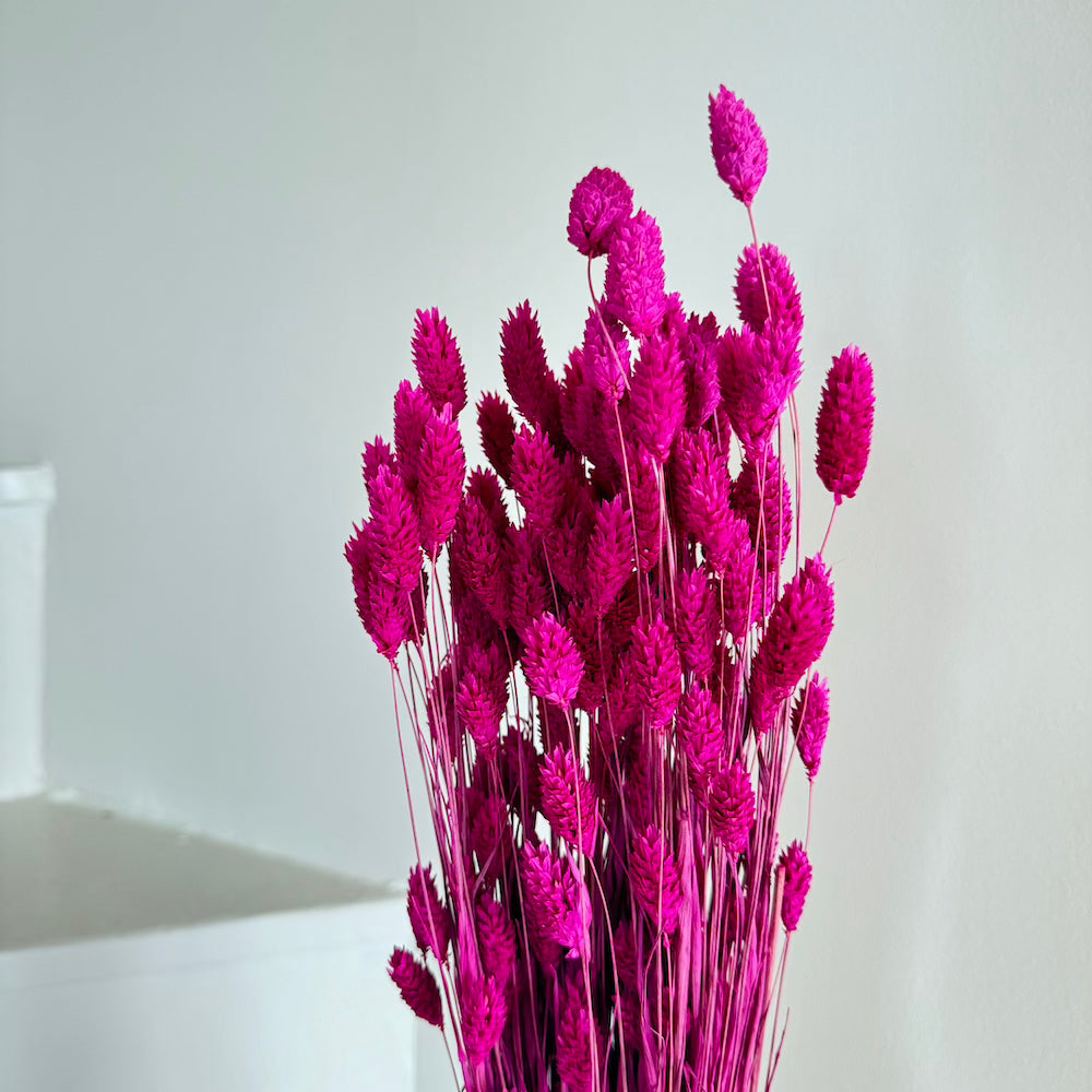Flowrette botte phalaris magenta fleurs séchées