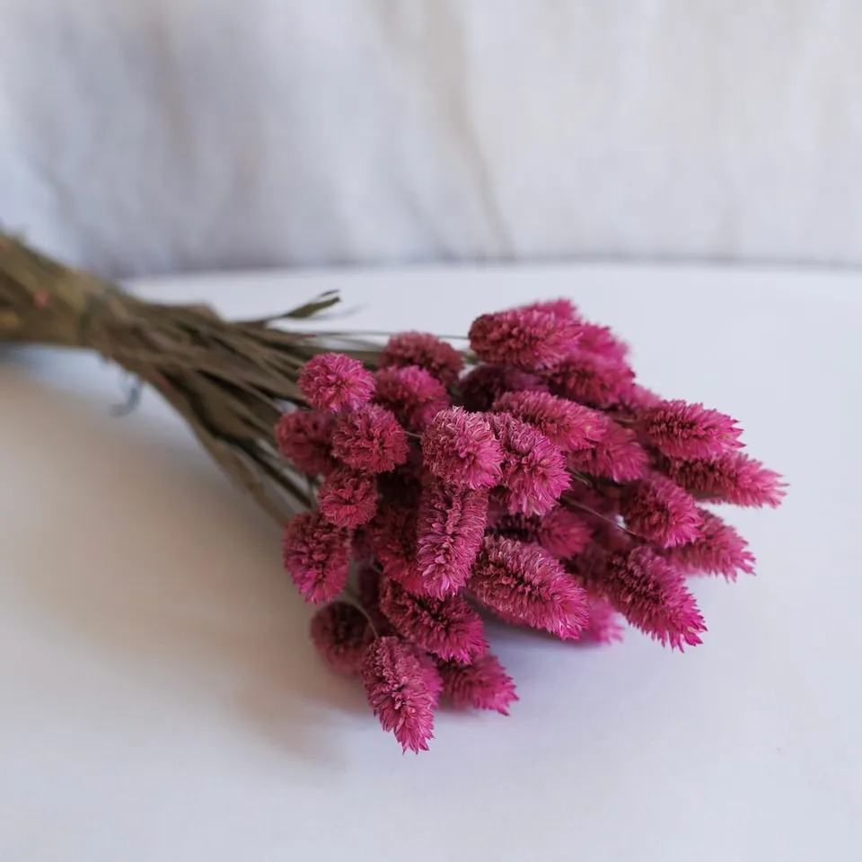 Flowrette Botte Phalaris rose foncé fleurs séchées x1