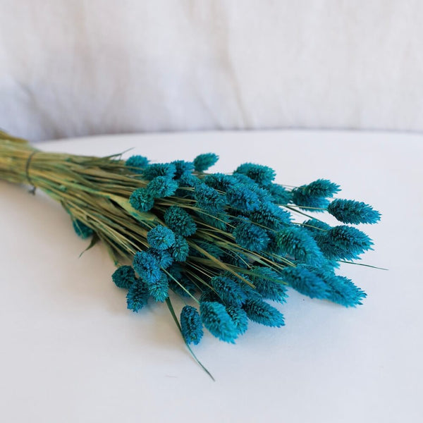 Flowrette Fleurs séchées botte phalaris bleu pétrole séché naturel