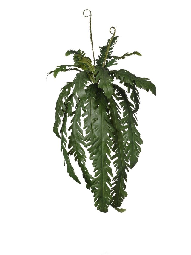 Feuillazur Rungis Piquet de monstera retombant 74 cm vert