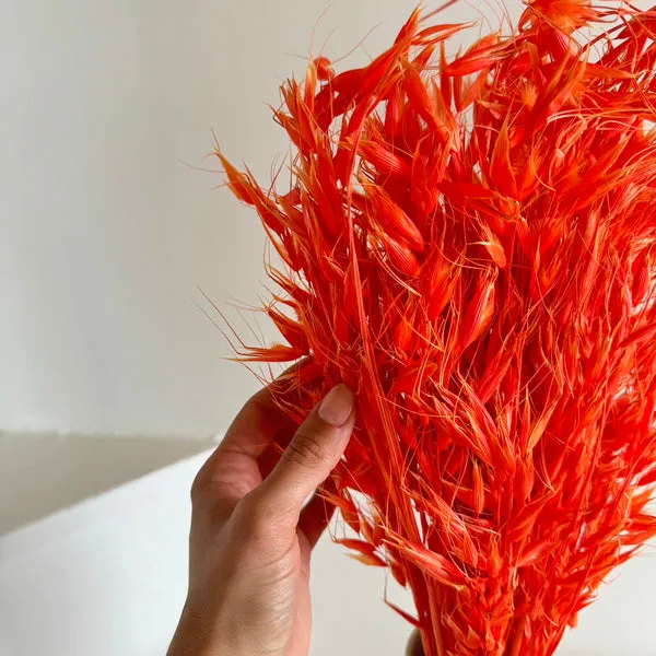 Flowrette Fleurs séchées Botte avoine orange foncé séchée