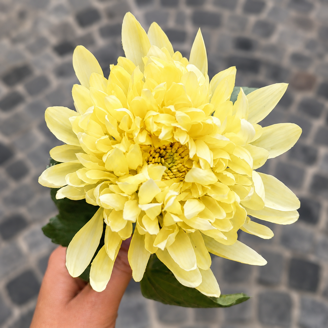 Sia Home Tige Chrysanthème Mum 47 cm fleur jaune pâle