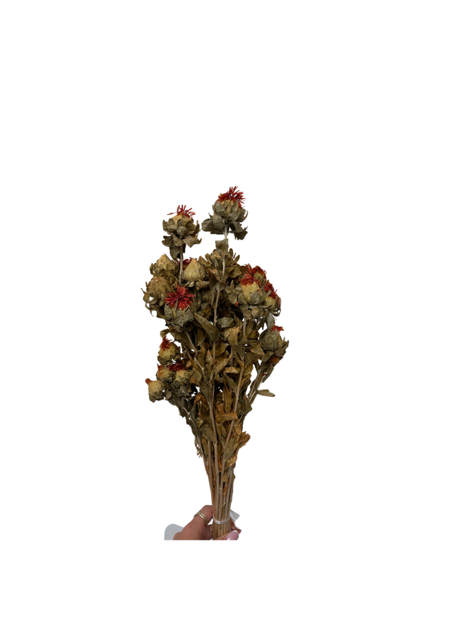 Feuillazur Rungis Séchés et Stabilisés Carthamus fleur séchée Blanc