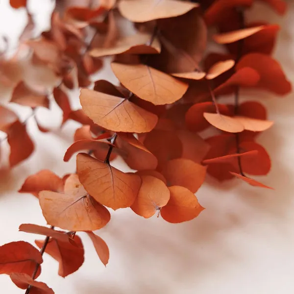 Flowrette Eucalyptus Stuartiana botte stabilisée orange