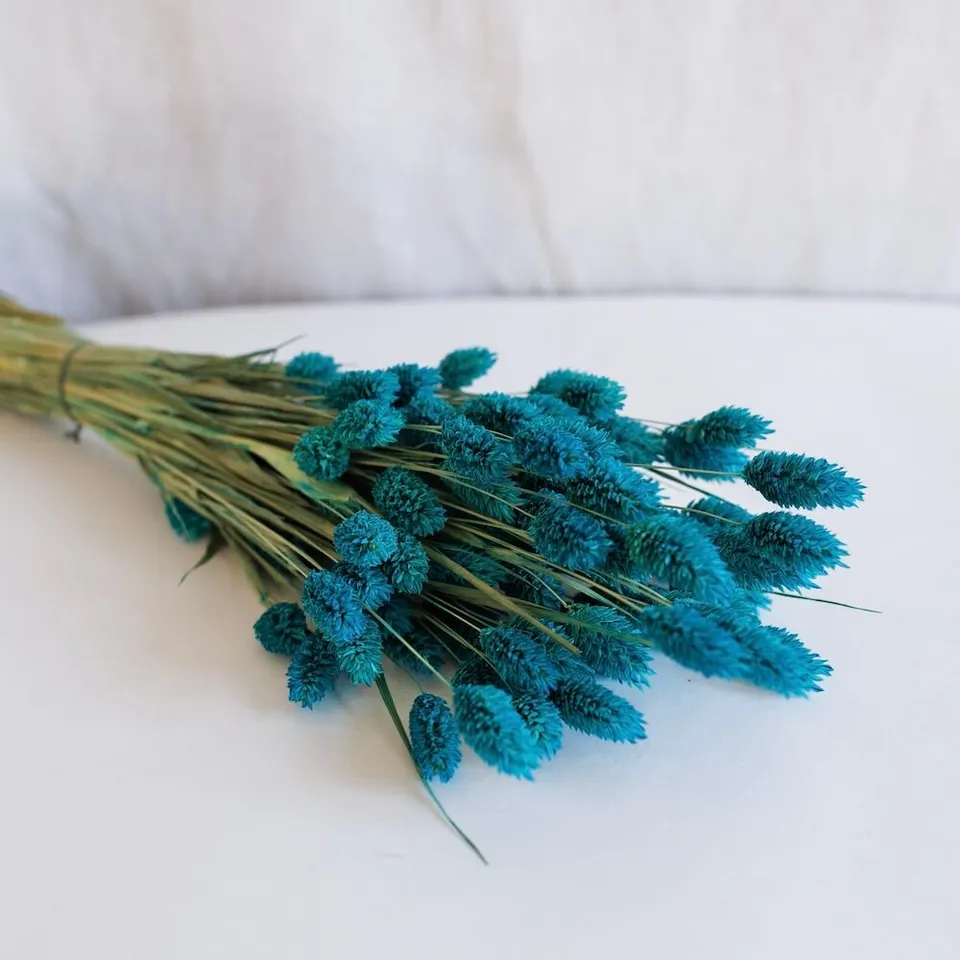 Flowrette phalaris séché bleu pétrole botte fleur séchée x1
