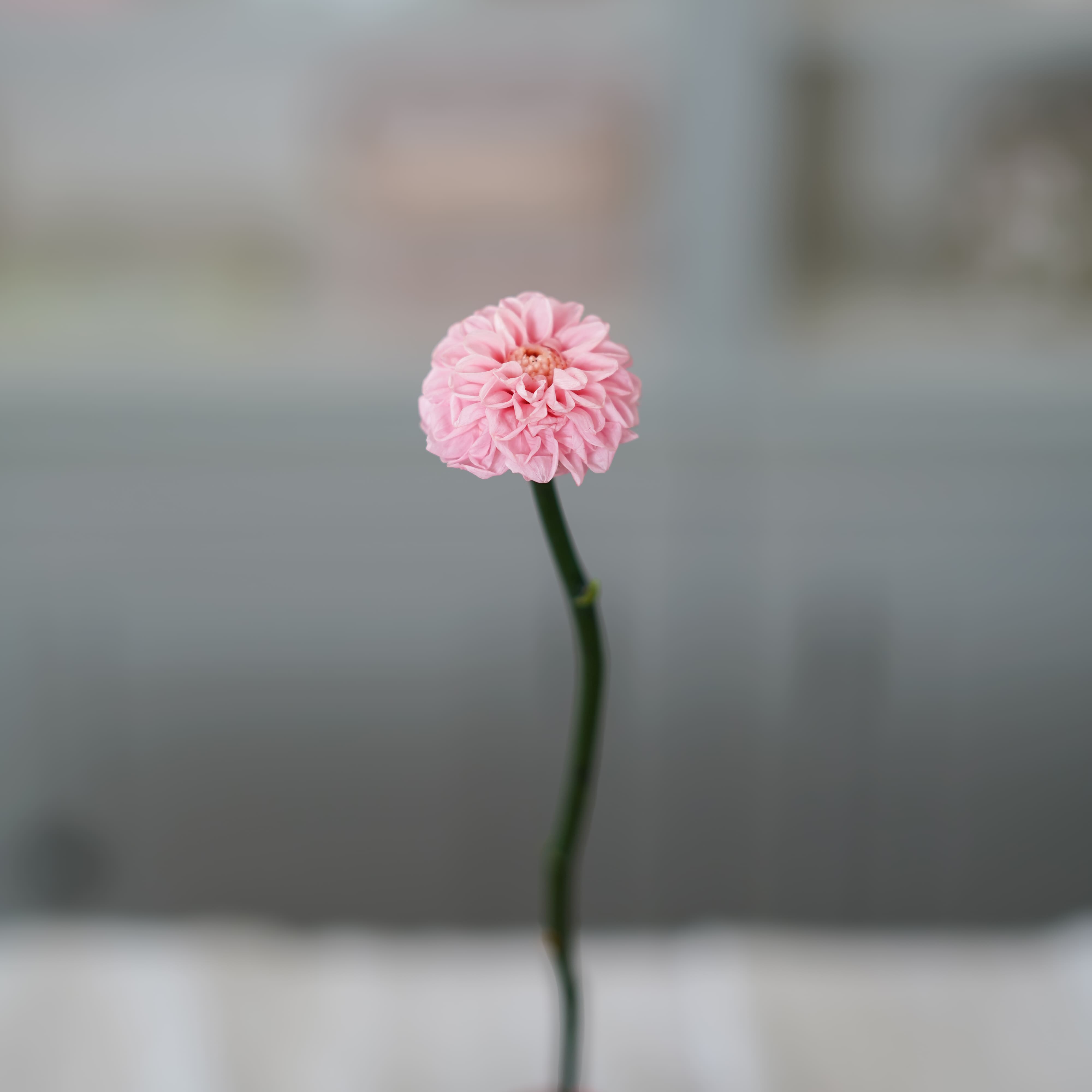 Flowrette Dahlia stabilisé rose pâle x1 fleur séchée