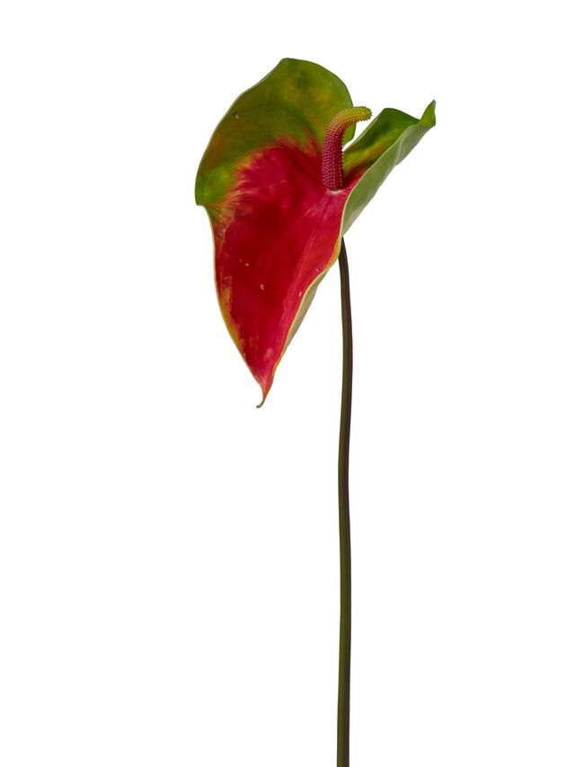 Feuillazur Fleurs artificielles Anthurium fleur blanche 68 cm