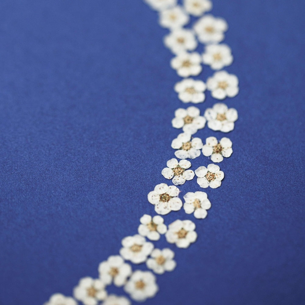 Flowrette Fleurs séchées Herbier Clair de lune A4 fleurs pressées