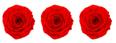 Feuillazur Rungis Rose stabilisée x3 rouge 6 cm durable