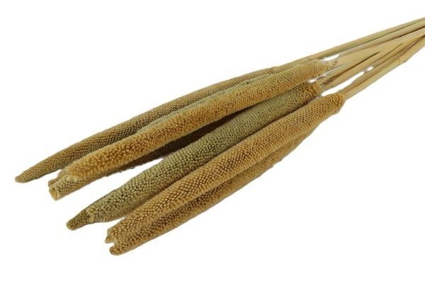 Feuillazur Rungis Babala fleur séchée naturel 70cm