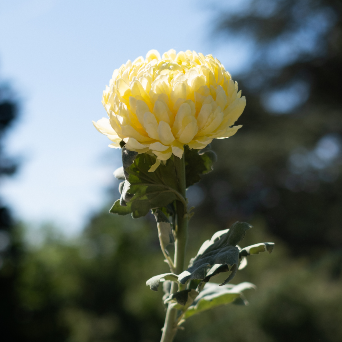 Sia Chrysanthème tige fleur artificielle jaune 86 cm