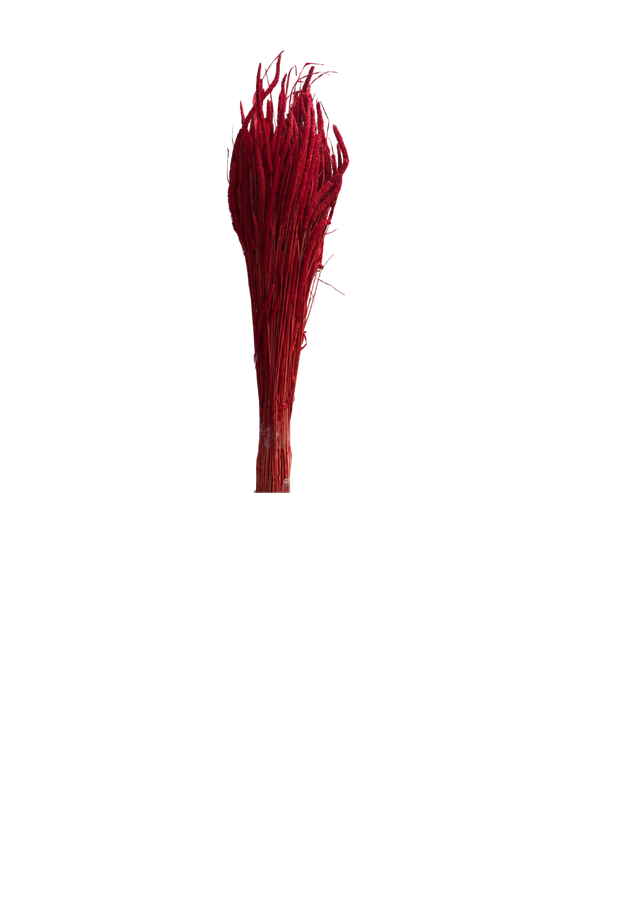 Feuillazur Rungis Phleum Fleur Séchée Naturel 60 cm