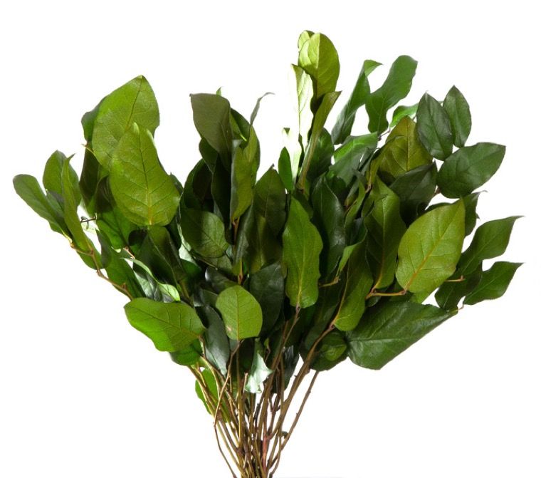 Feuillazur Rungis Séchés et Stabilisés Salal feuillage stabilisé vert 80cm
