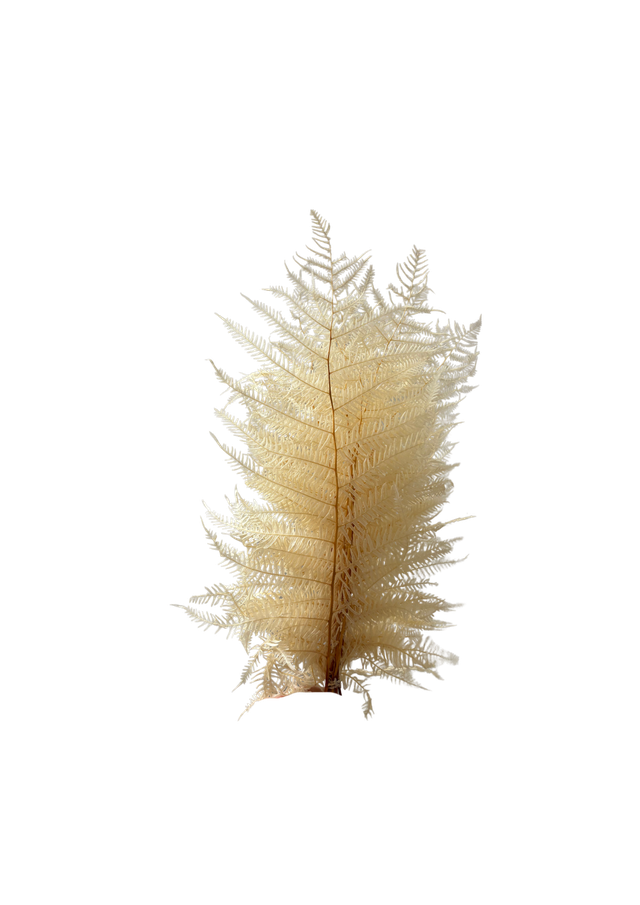 Feuillazur Rungis Berg Fern fougère stabilisée vert