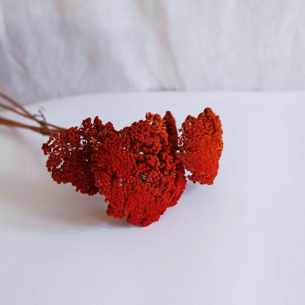 Flowrette Achillée Parker botte fleurs séchées rouge x1
