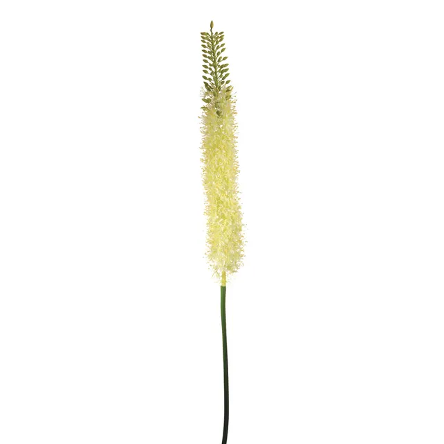 Sia Home tige lis des steppes fleur artificielle blanc 125 cm
