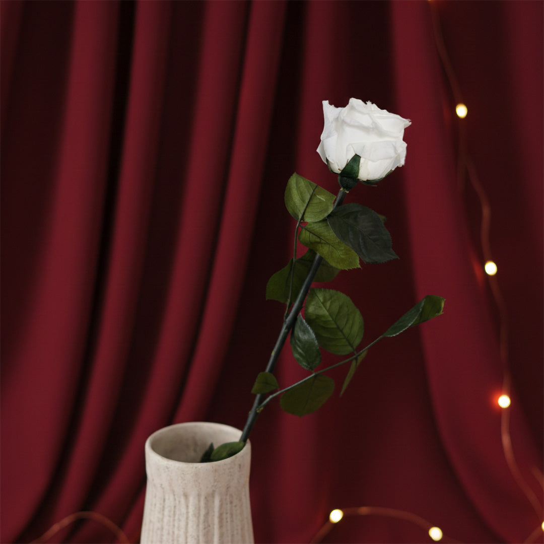 Flowrette Rose fleur stabilisée blanche x1 naturelle