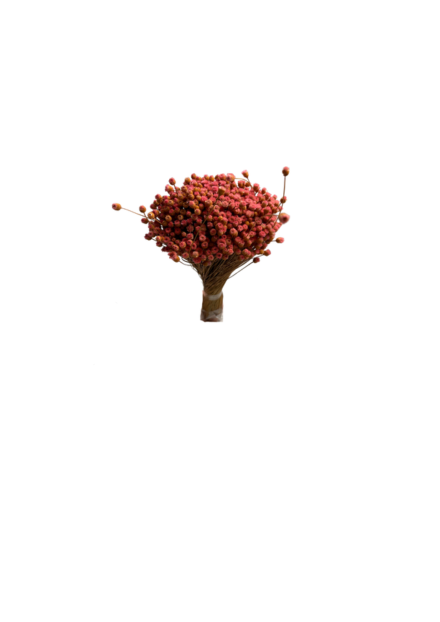 Feuillazur Happy Flower fleur séchée peach 30 cm