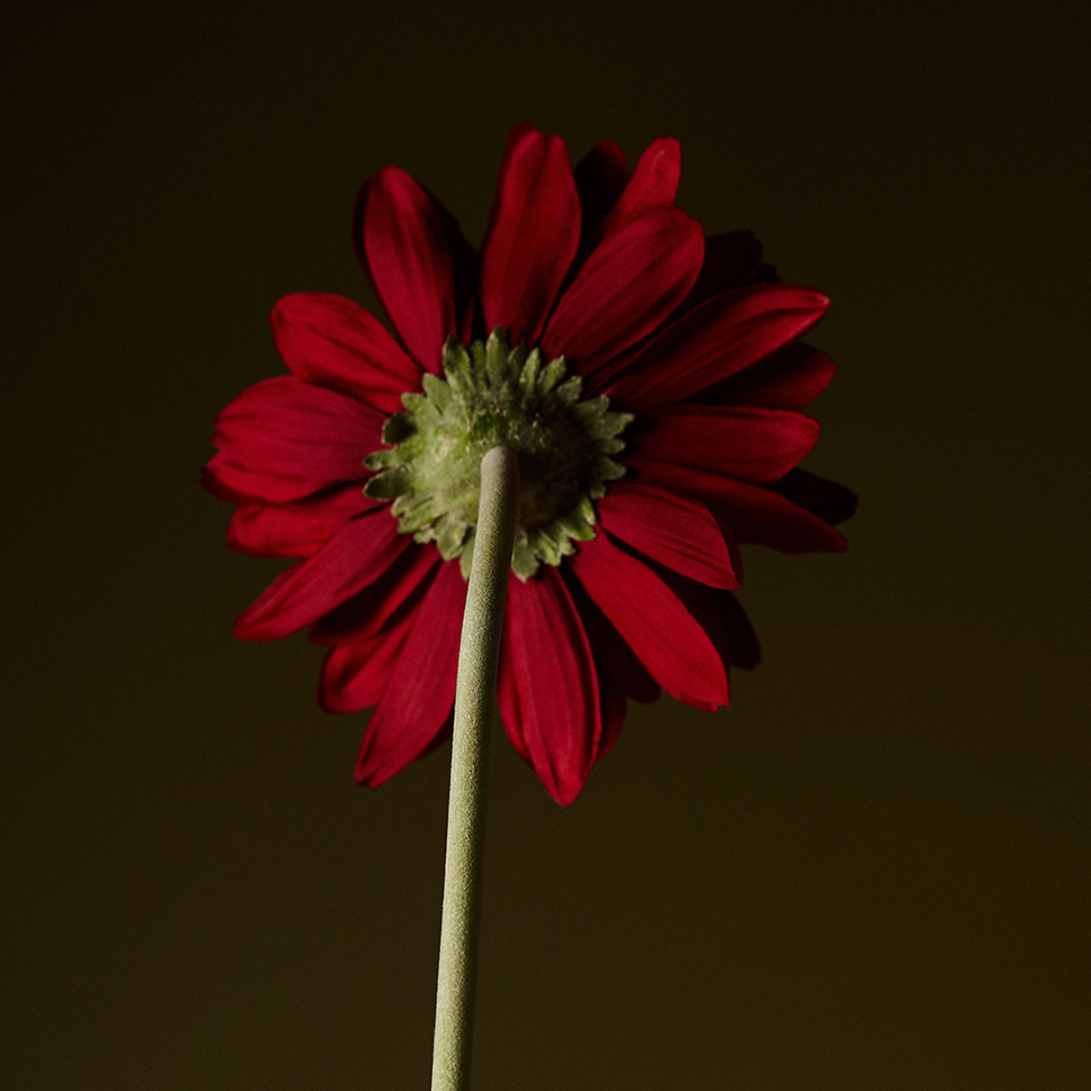 Sia Home Gerbera tige fleur artificielle blanche 59 cm
