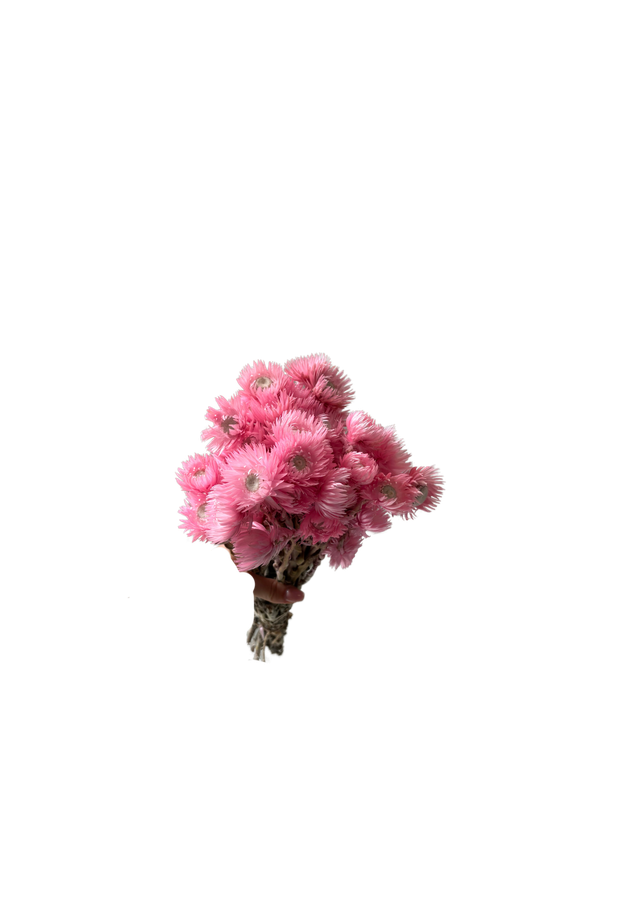 Feuillazur Rungis Cap Flowers 70cm fleur séchée rose