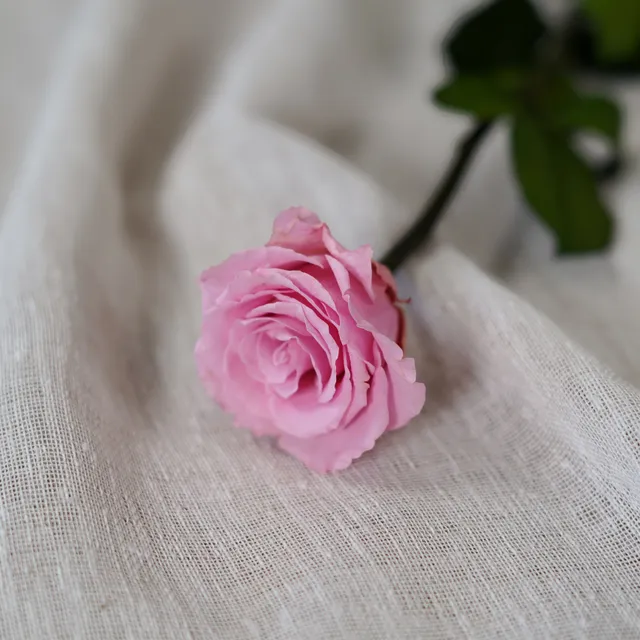 Flowrette Rose éternelle rose pâle fleur stabilisée unité