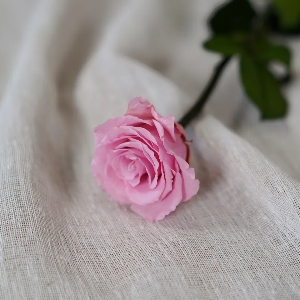 Flowrette Rose éternelle rose pâle fleur stabilisée unité