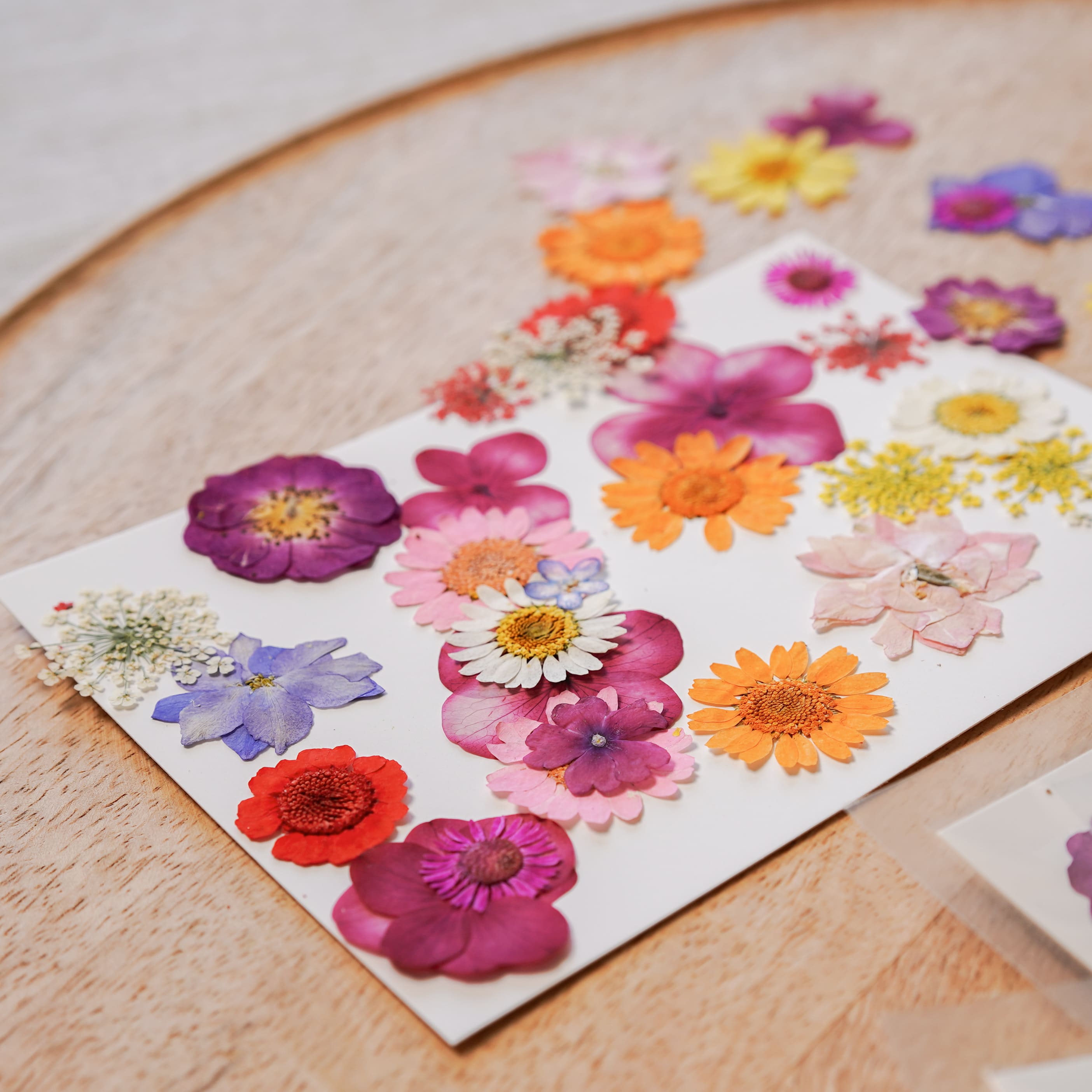 Flowrette Loisirs créatifs pochette fleurs pressées multicolores kit