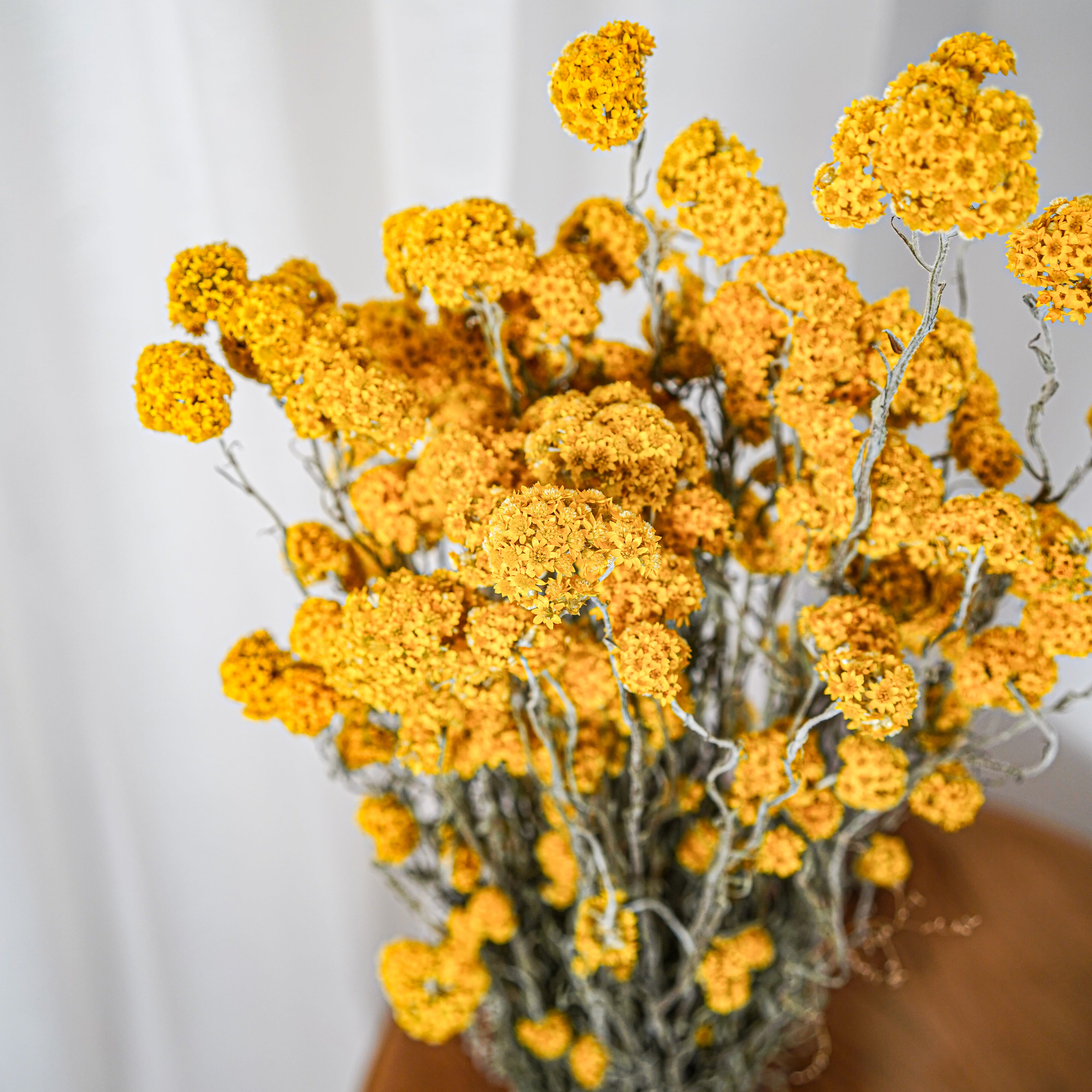 Flowrette Sanfordii botte fleurs séchées jaune x1 lumineuse