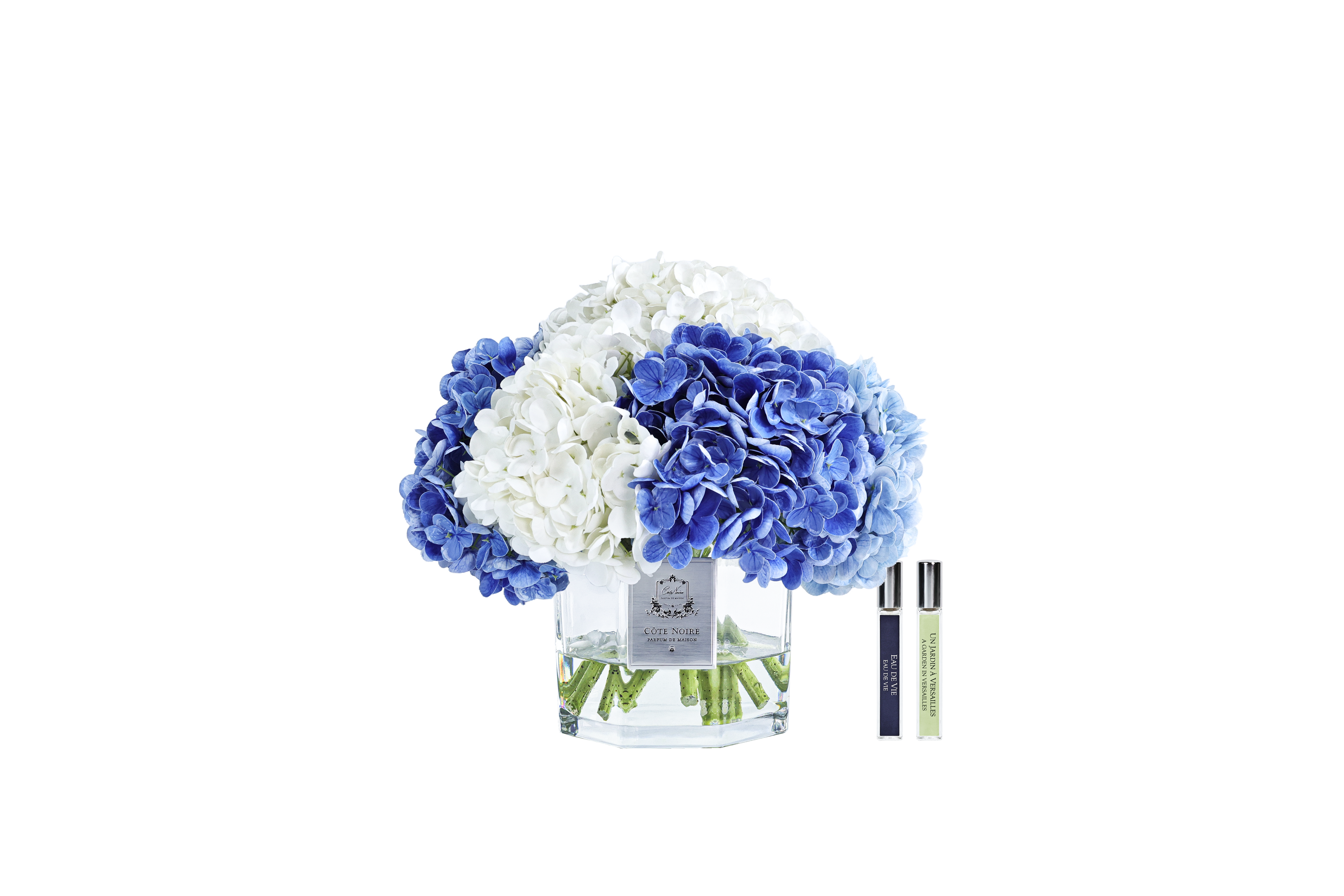Côte Noire Hydrangea CHB05 hortensia bleu mixte