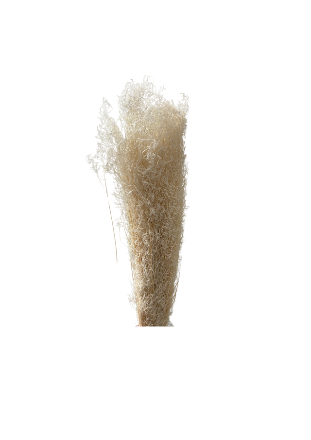 Feuillazur Rungis Briza Segro fleur séchée blanc 30cm