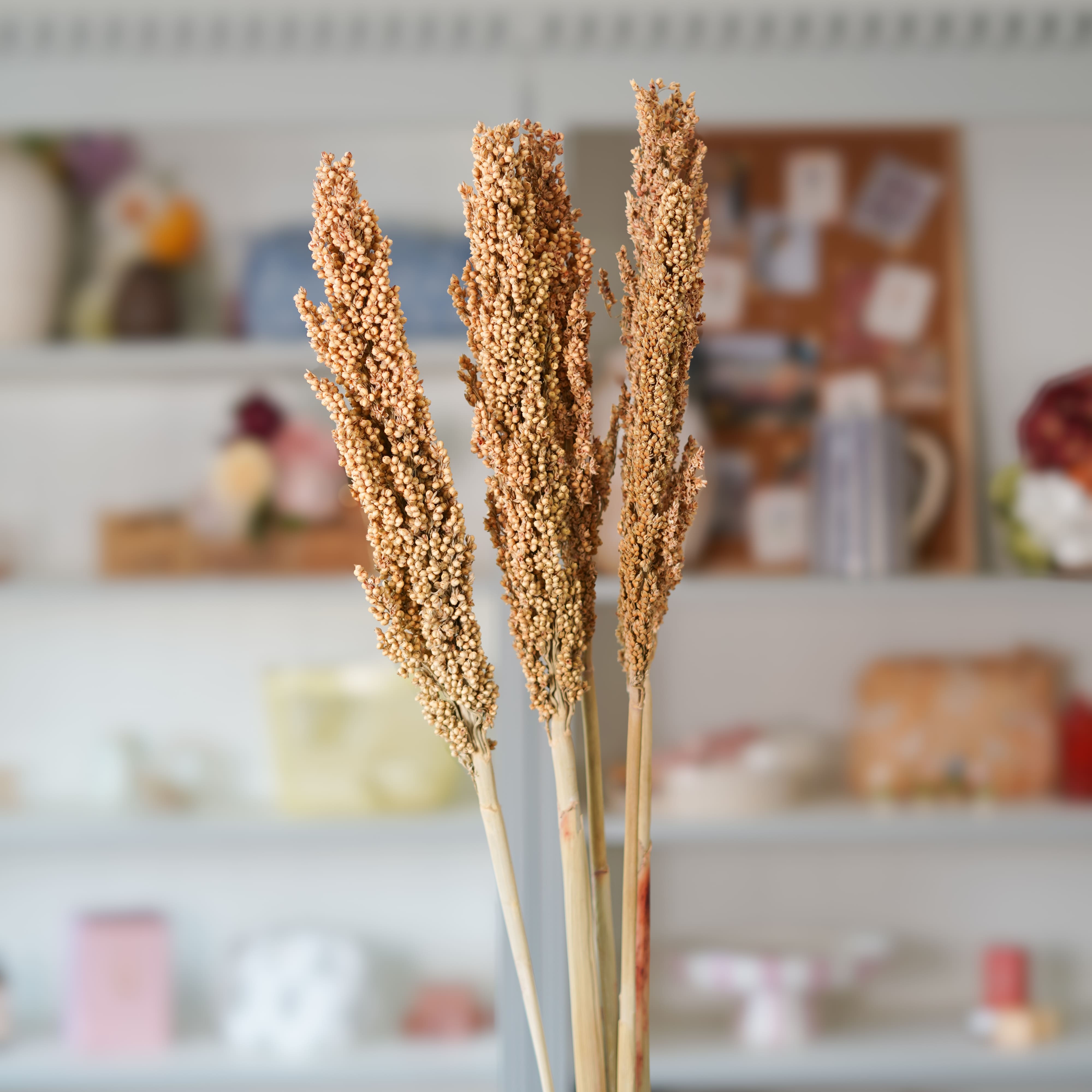 Flowrette sorghum botte fleurs séchées brun x1