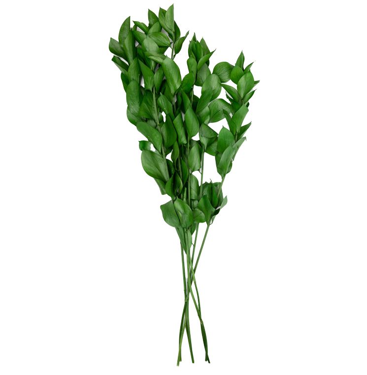 Feuillazur Rungis Ruscus Feuillage Stabilisé Vert 80cm Sans Entretien
