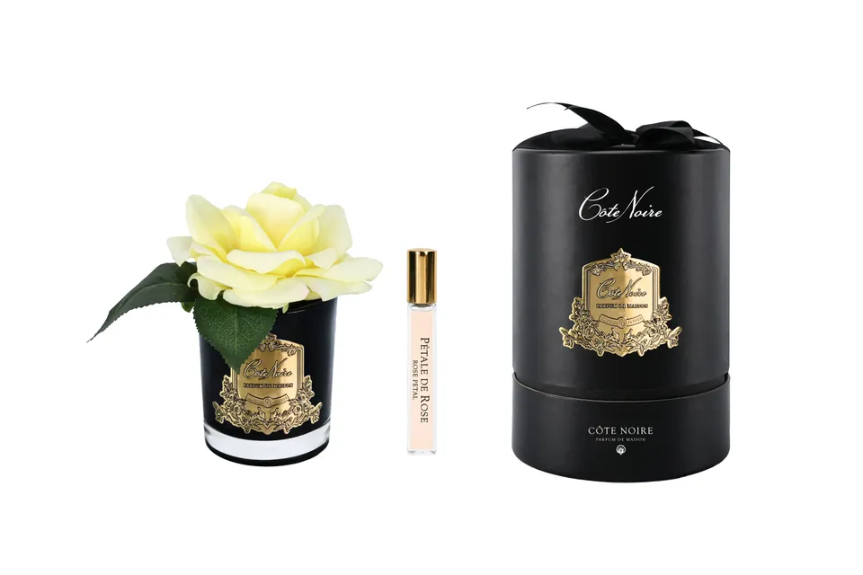 Côte Noire French Rose RMRB08 fleur parfumée jaune vase noir