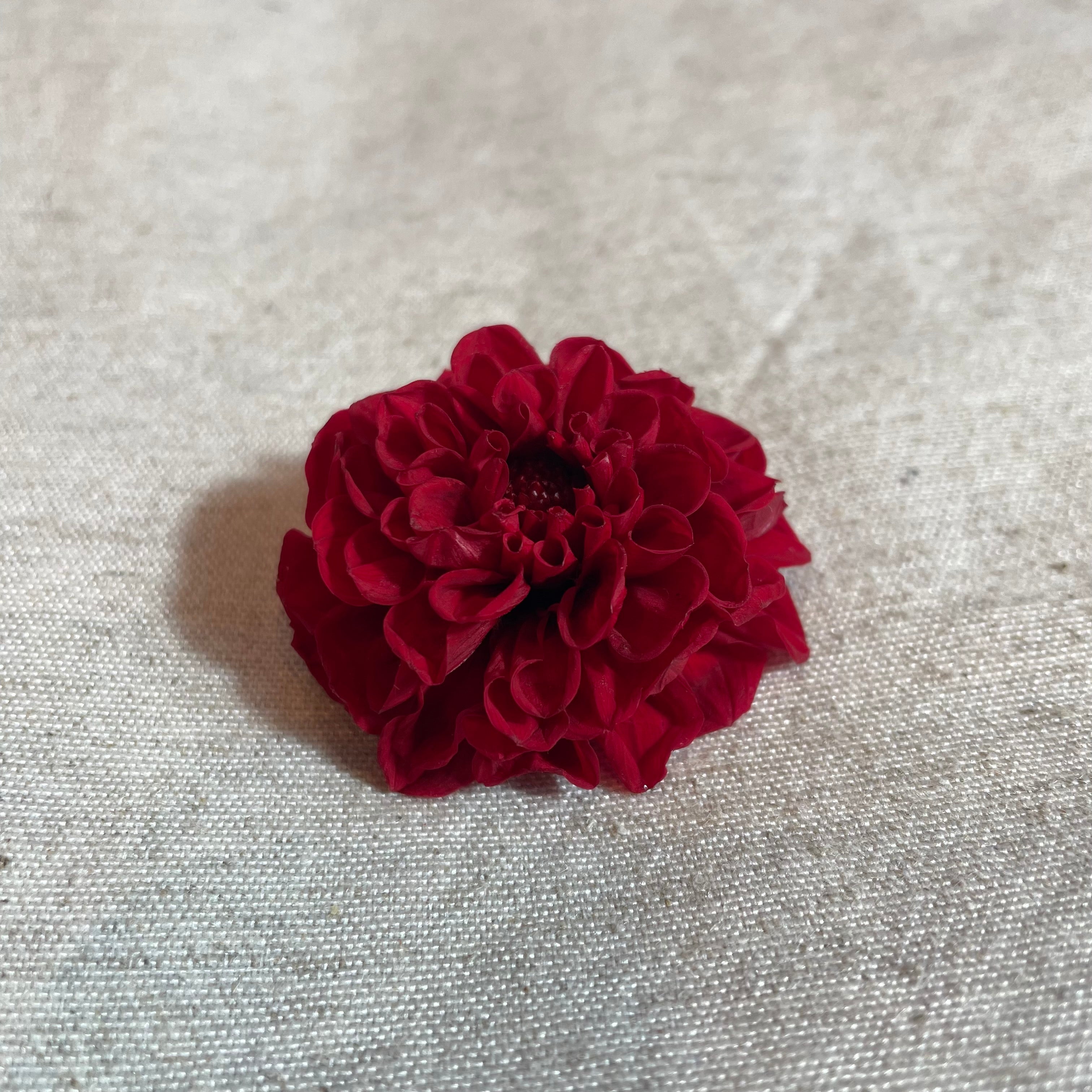 Ateliers Ouchamp Place de Breteuil boucles d’oreilles ivoire dahlia 5 cm