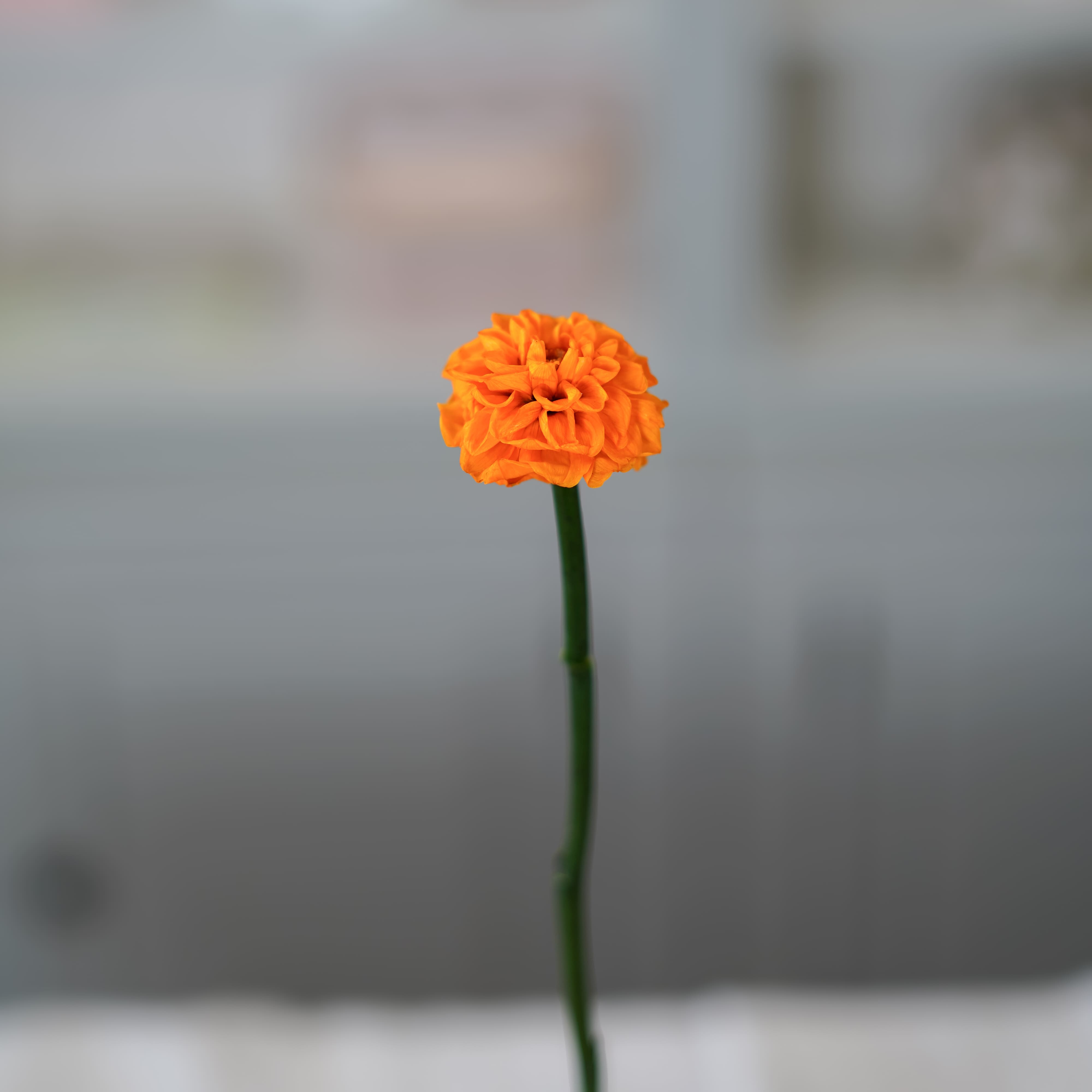 Flowrette Dahlia stabilisé orange fleur stabilisée x1