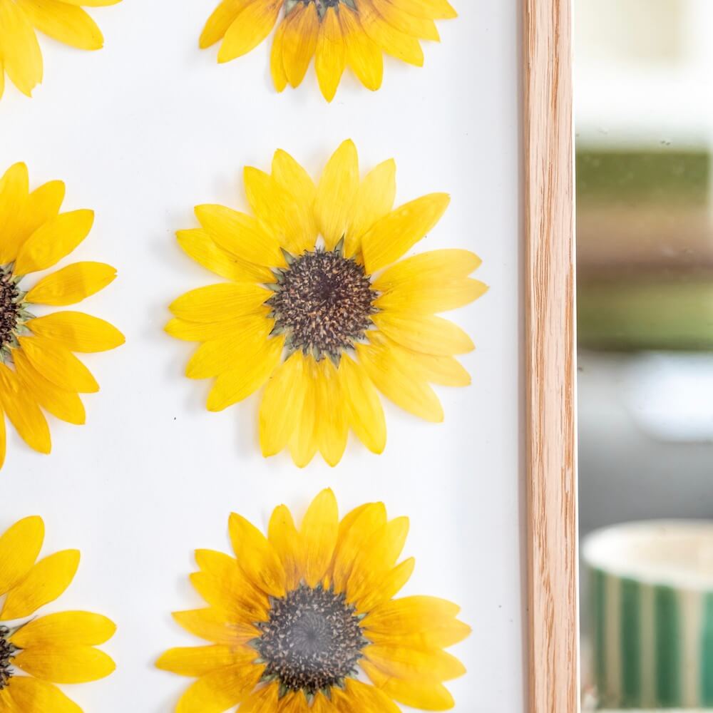 Flowrette Herbier Tournesols fleurs pressées jaunes A4