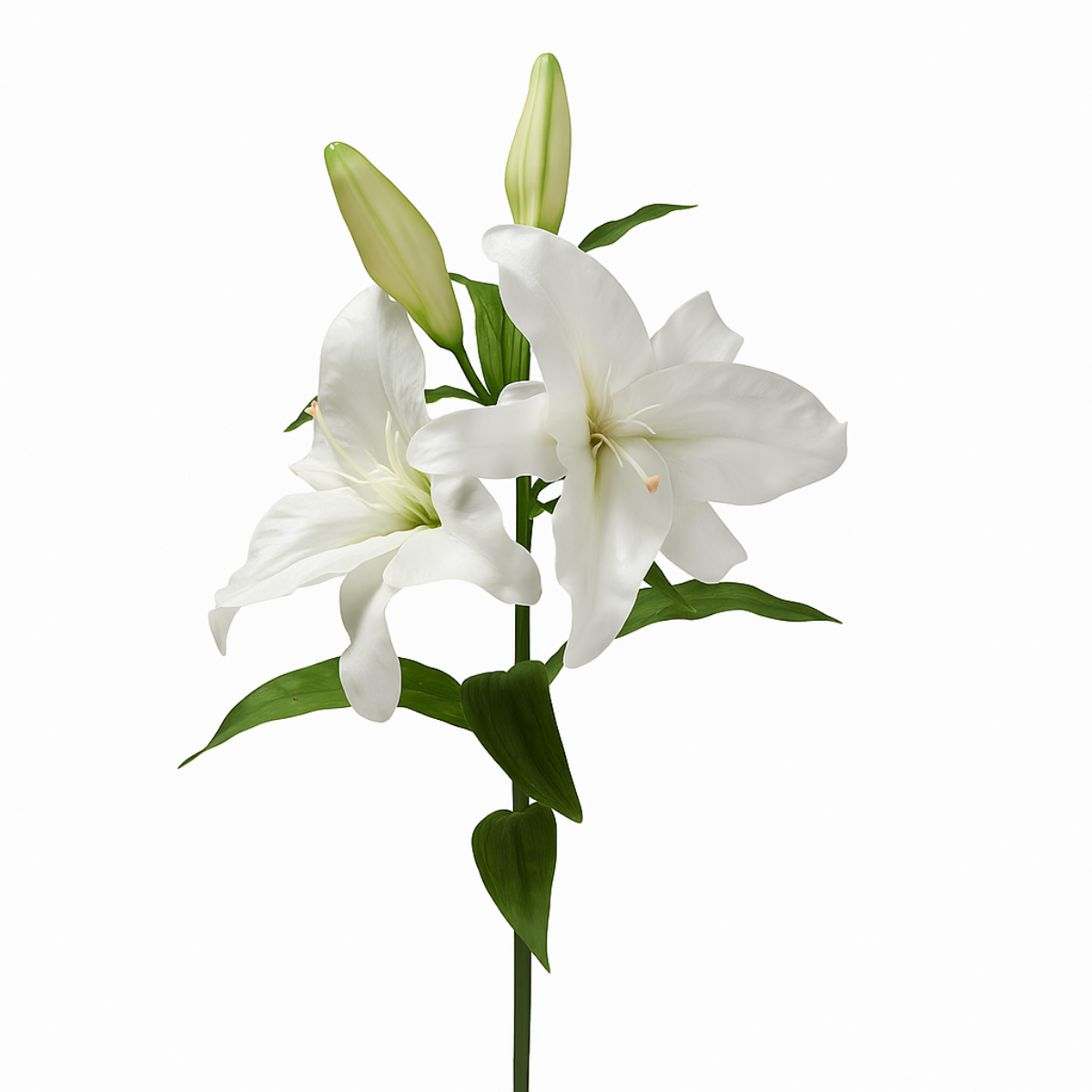 Sia Home Lys Casablanca tige 95 cm blanc