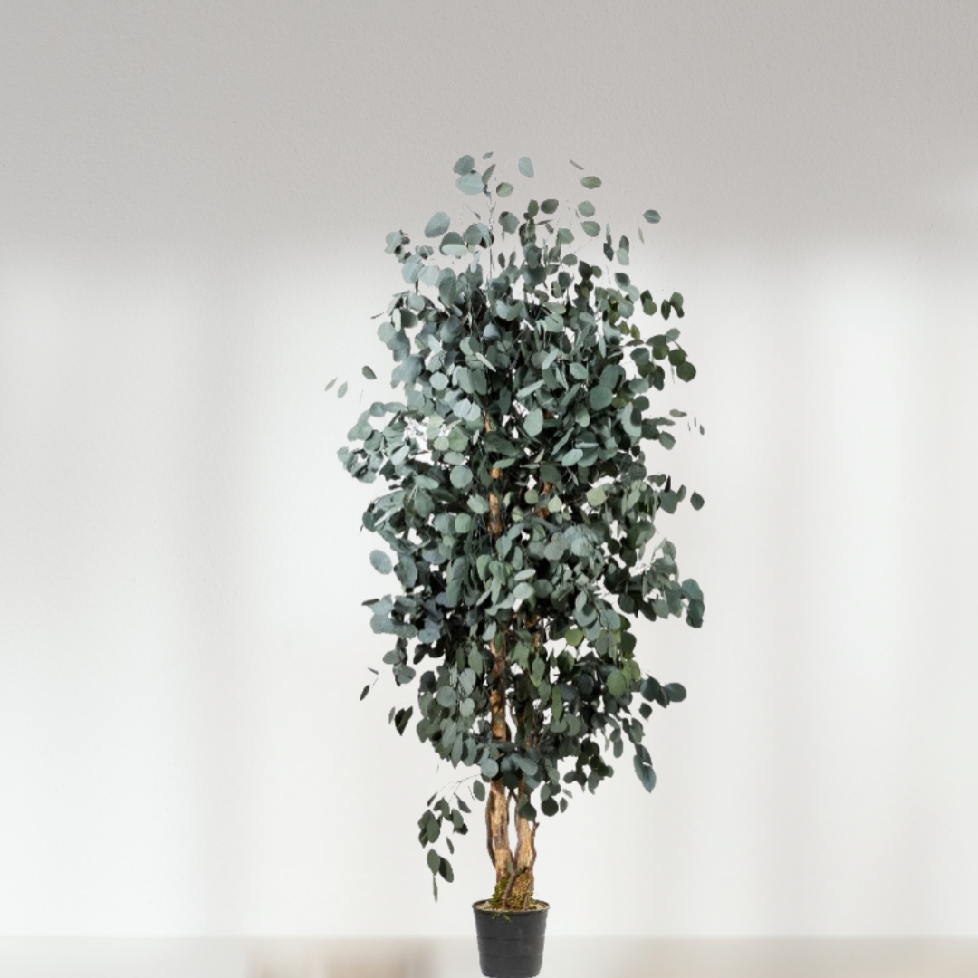 Ateliers Ouchamp Plantes Eucalyptus fin plante 1m30
