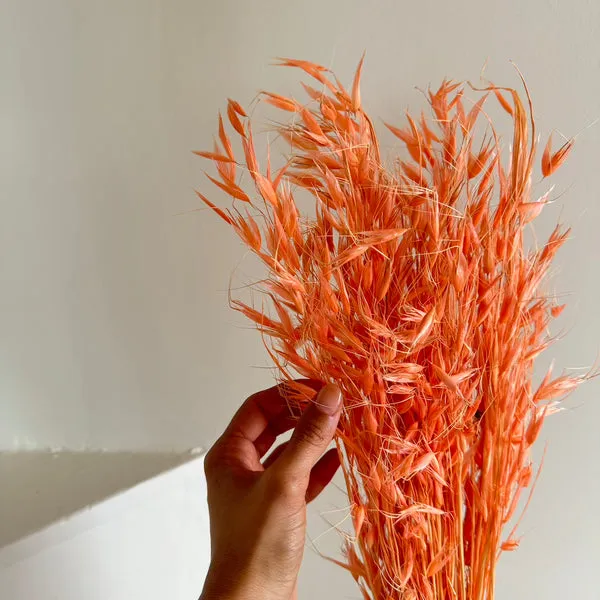 Flowrette Fleurs séchées Fishing oat bunch avoine x1