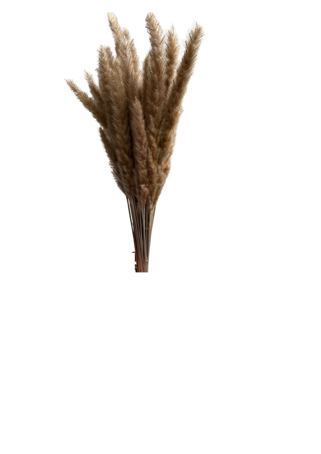 Feuillazur Séchés Mini Pampas herbe séchée terra 60cm botte 5