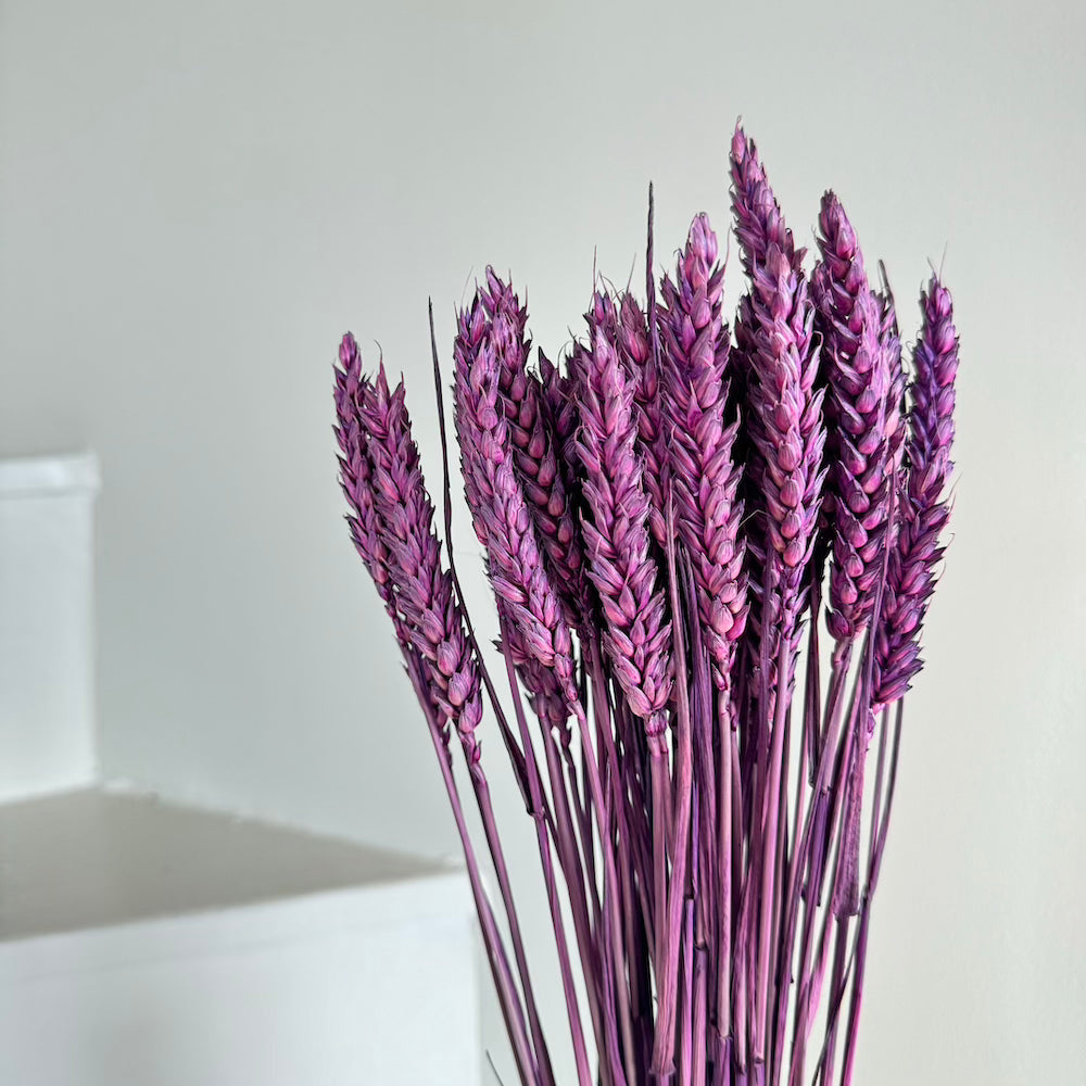 Flowrette Botte Blé Violet fleurs séchées violettes x1