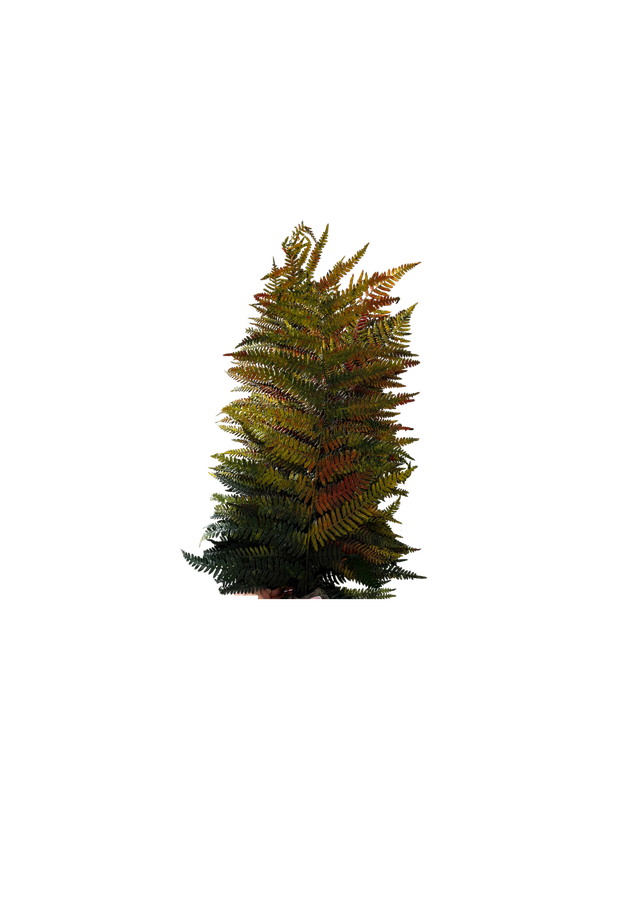 Feuillazur Rungis Berg Fern fougère stabilisée vert