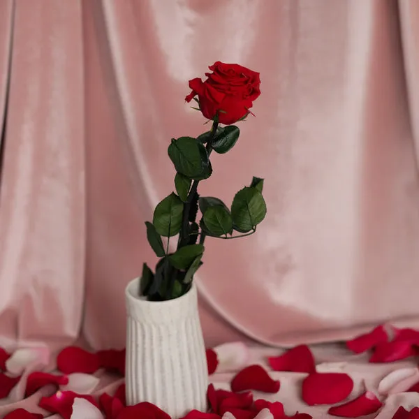 Flowrette Rose stabilisée rouge fleur éternelle cadeau